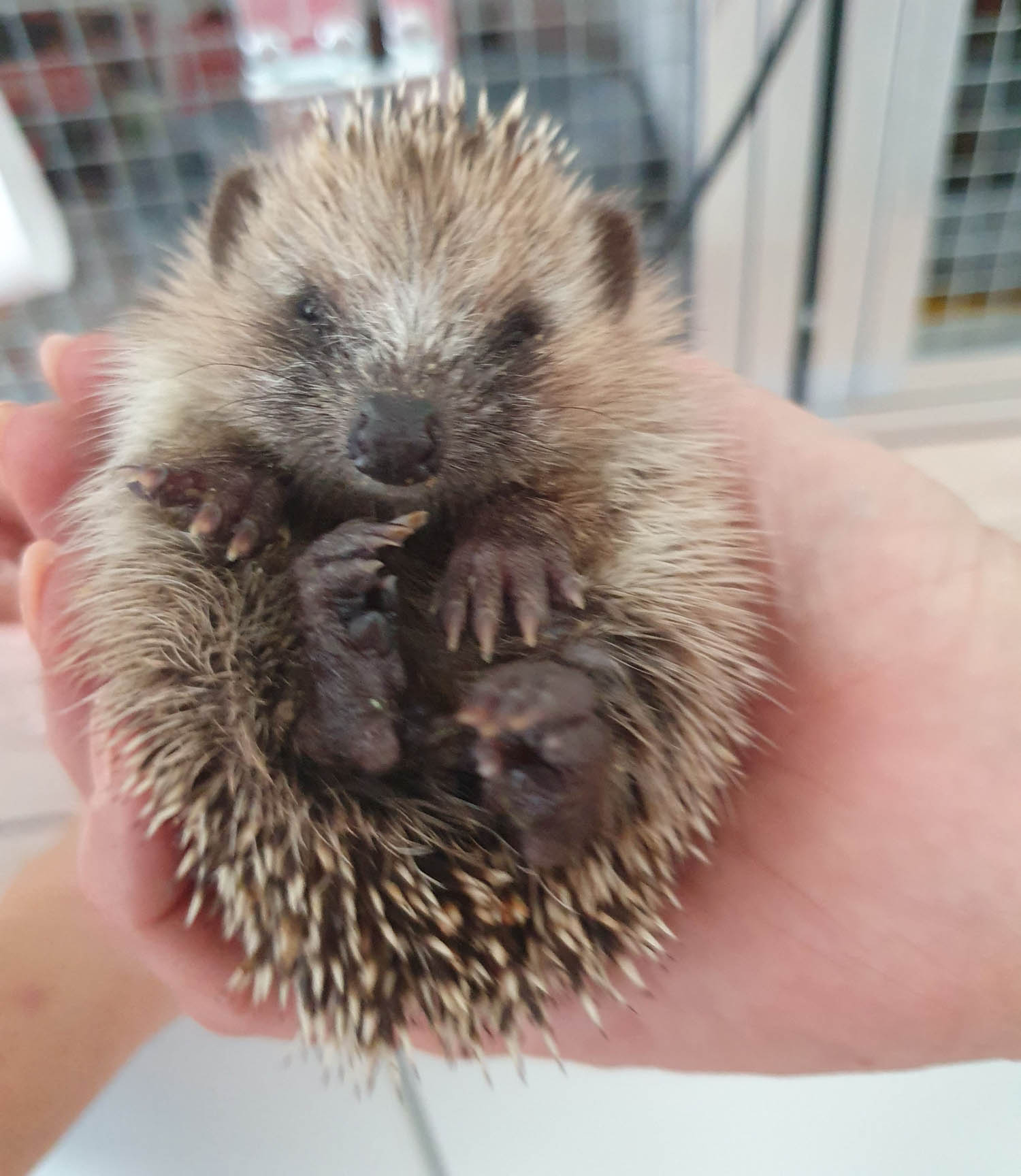 2026 02 Igelschulung 2