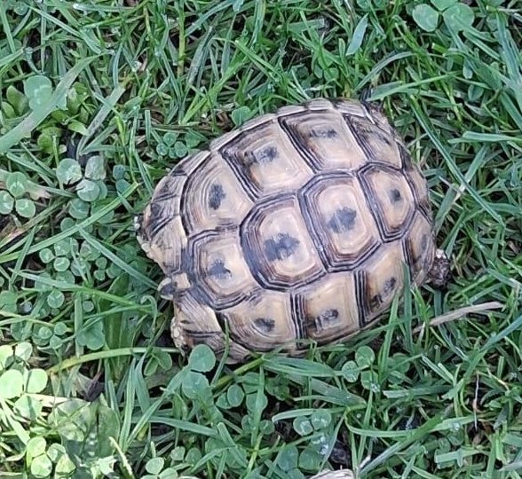 schildkröte kl