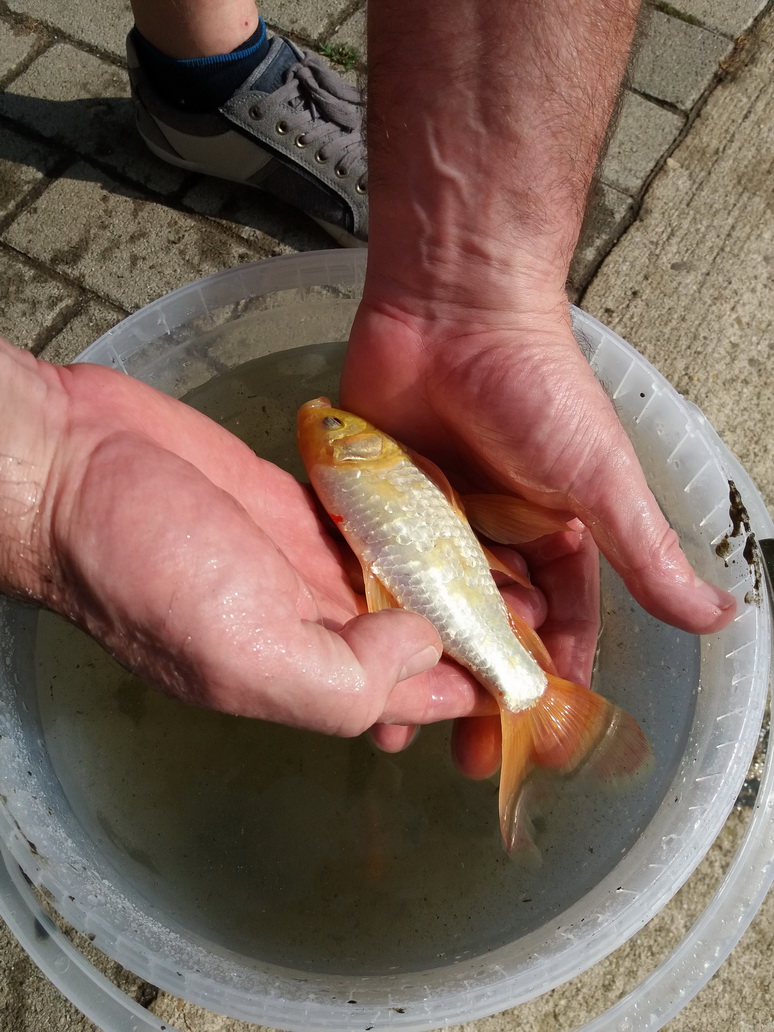 Fisch in Hand