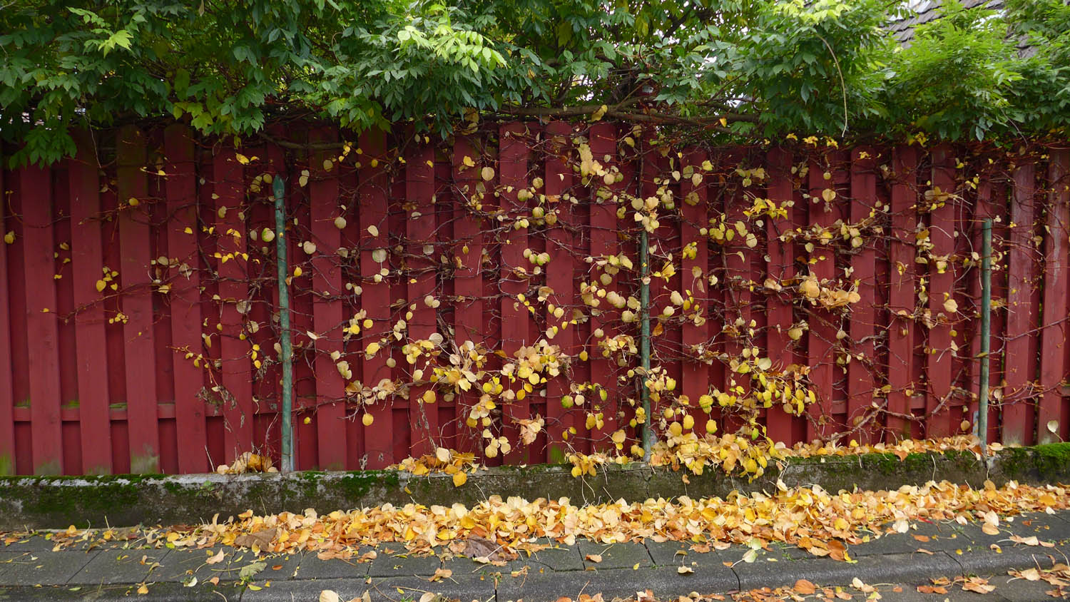 2019 11 herbst 01