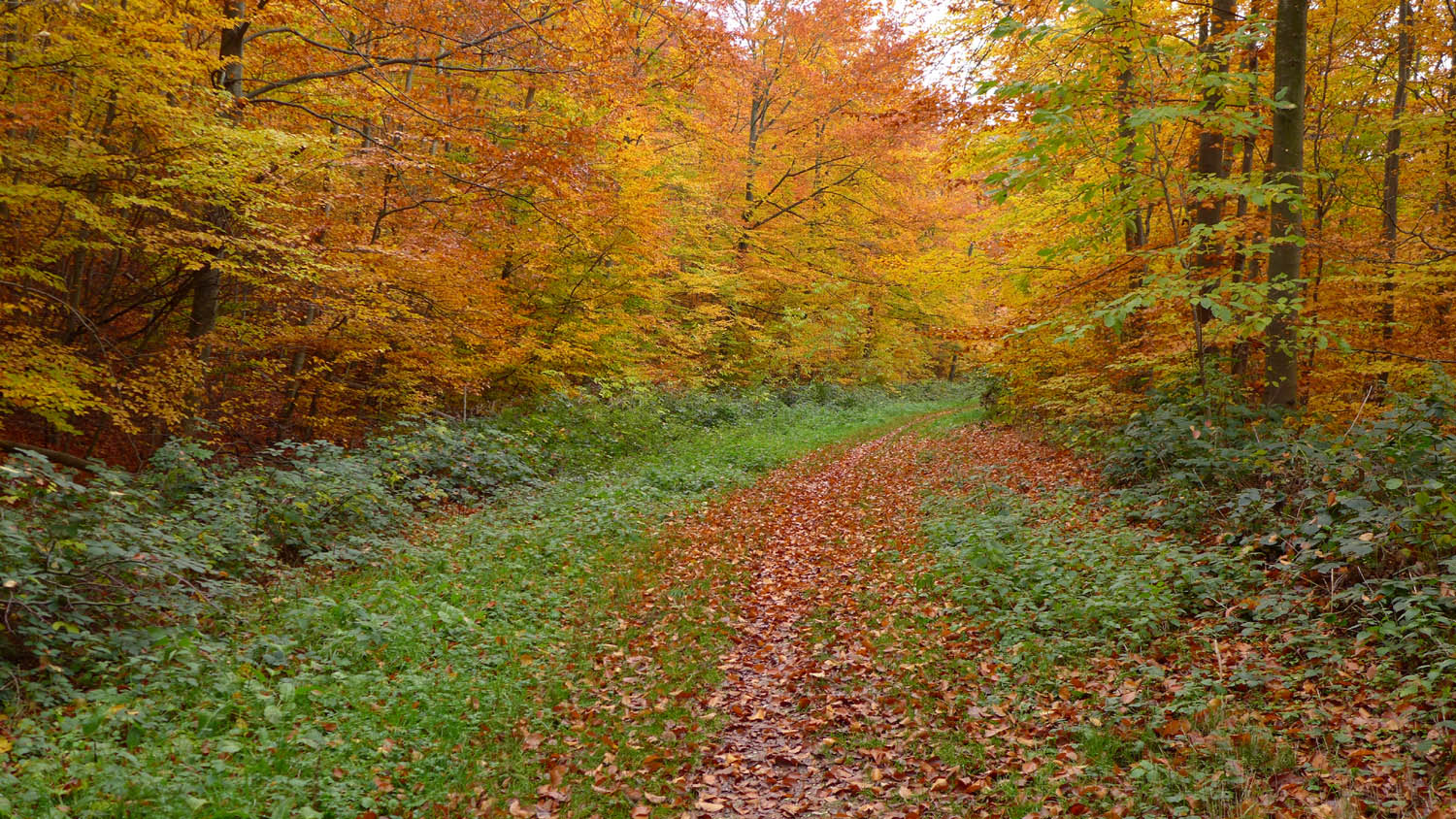 2019 11 herbst 04