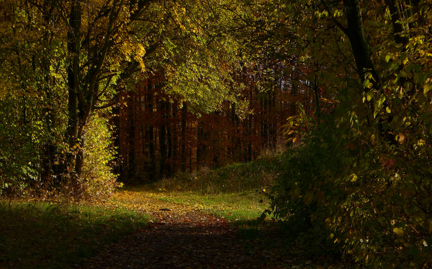 2019 11 herbst 06